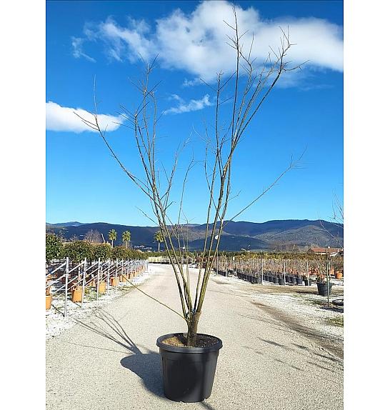 Sophora Japonica C90 Lit. 250-300 cm; Večstebelni (ZEL)