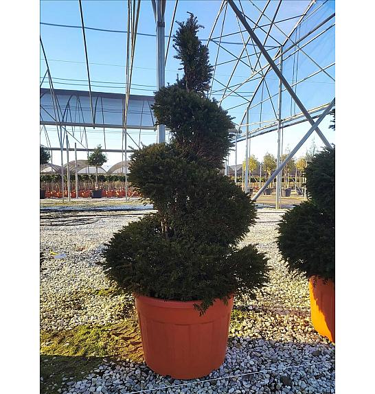 Taxus Baccata C180 Lit. 175-200 cm; Spirala (ZEL)