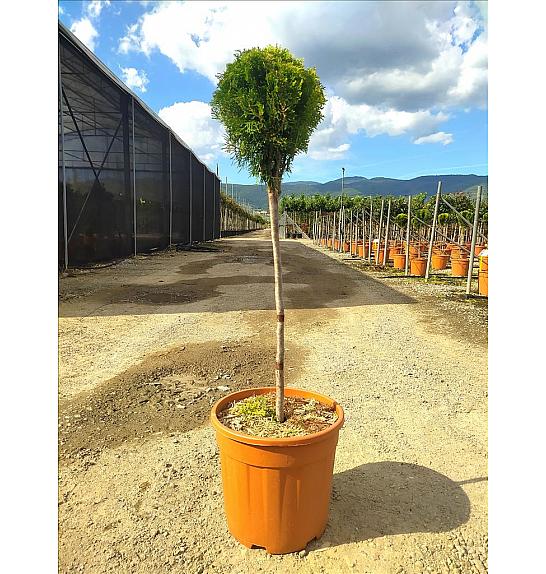 Thuja orientalis Nana Aurea C18 Lit. Na Steblu 50 cm;