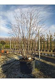 Tilia tomentosa C375 Lit. 300-350 cm; Večstebelni