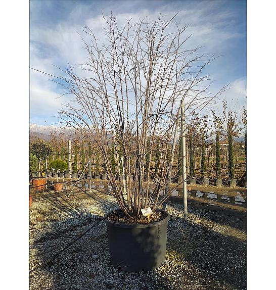 Tilia tomentosa C375 Lit. 300-350 cm; Večstebelni