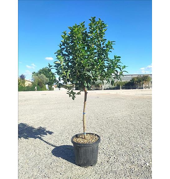 Viburnum Tinus Eve Price  C5 Lit. Na Steblu 50 cm (ZEL)