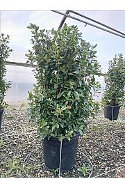 Viburnum Tinus Eve Price C27 Lit. 100-125 cm (ZEL)