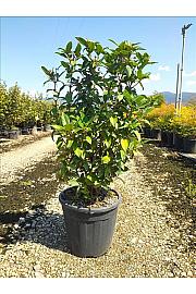 Viburnum Tinus Eve Price C9 Lit. 40-60 cm (ZEL)