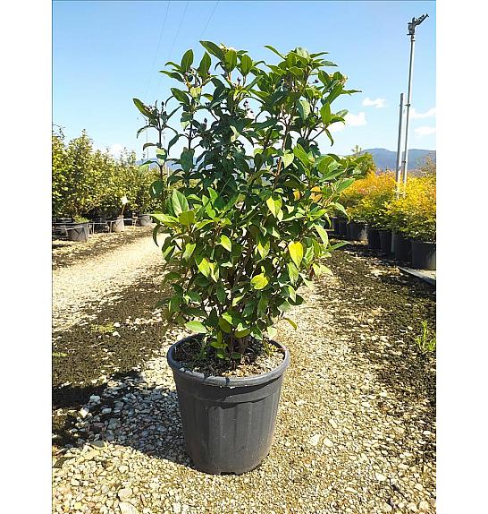 Viburnum Tinus Eve Price C9 Lit. 40-60 cm (ZEL)