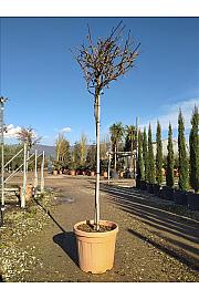 Wisteria Brach.Yokohama Fuji C35 Lit. Na Steblu 100 cm; 8/10 cm (ZEL)