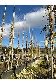 Wisteria cascade C90 Lit. 500-600 cm