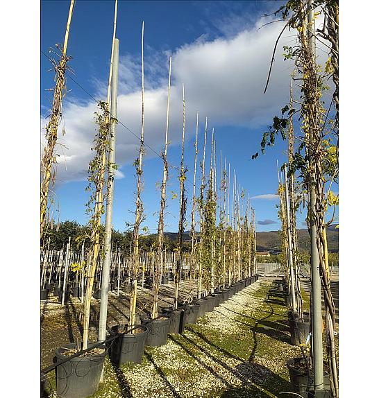 Wisteria cascade C90 Lit. 500-600 cm