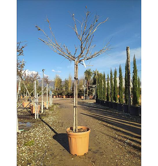 Wisteria Flor. Lawrence C25 Lit. Na Steblu 100 cm; 6/8 cm (ZEL)