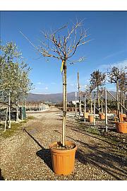 Wisteria Floribunda In Cvs C25 Lit. Na Steblu 100 cm; 6/8 cm (ZEL)