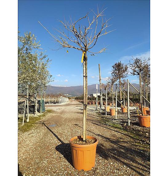 Wisteria Floribunda In Cvs C25 Lit. Na Steblu 100 cm; 6/8 cm (ZEL)