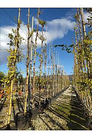 Wisteria mercury C90 Lit. 500-600 cm