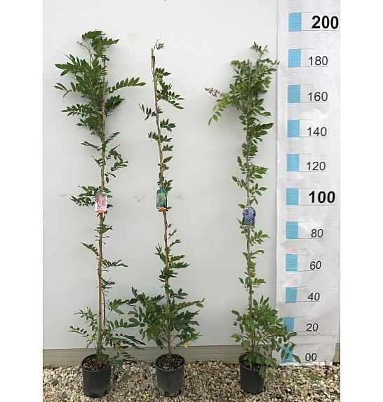 Wisteria Spp. In Cvs  C3 Lit. 175-200 cm (ZEL)