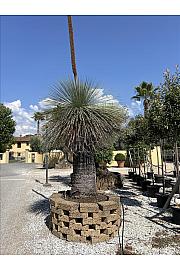 Xanthorrhoea Johnsonii C375 Lit. 175-200 cm
