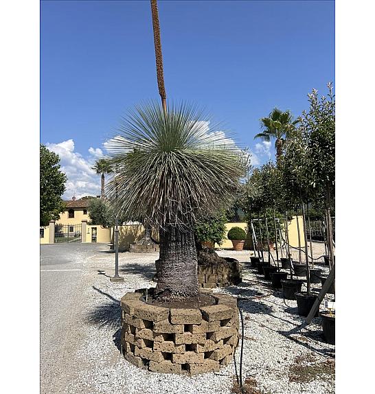 Xanthorrhoea Johnsonii C375 Lit. 175-200 cm