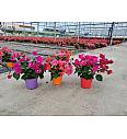 Bougainvillea Californiana Mix Ø14 Grm