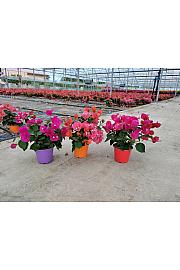 Bougainvillea Californiana Mix Ø14 Grm