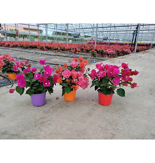 Bougainvillea Californiana Mix Ø14 Grm