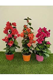 Bougainvillea Californiana Mix Ø14 Piramida 40 cm