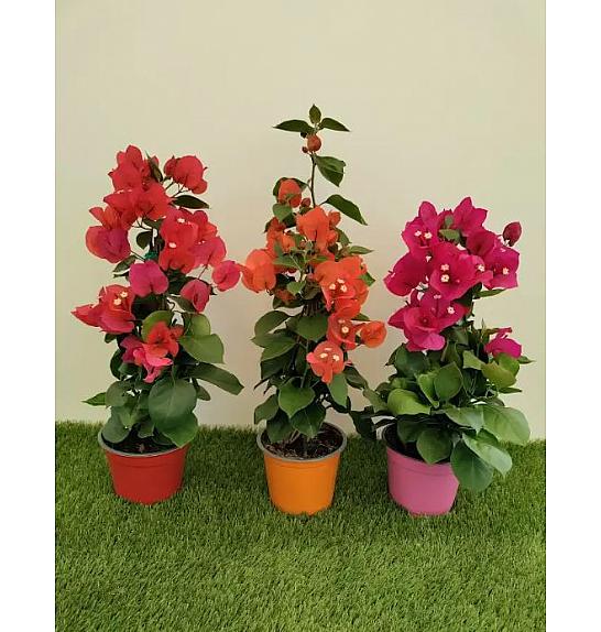 Bougainvillea Californiana Mix Ø14 Piramida 40 cm