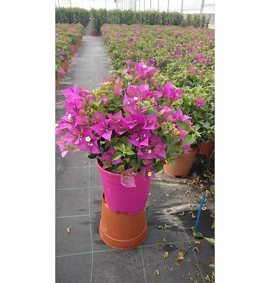 Bougainvillea Alexandra Ø17 Grm