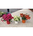Bougainvillea Californiana Mix Ø17 Grm