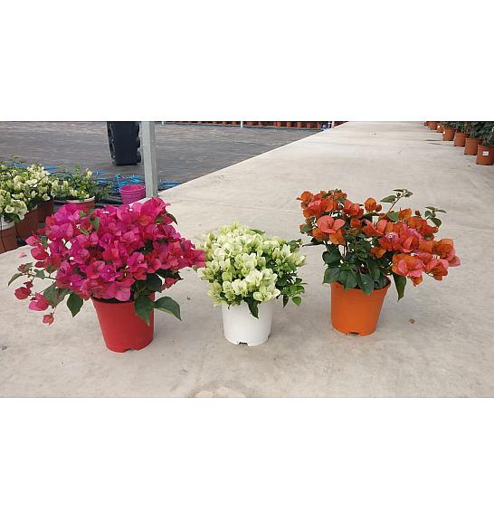Bougainvillea Californiana Mix Ø17 Grm