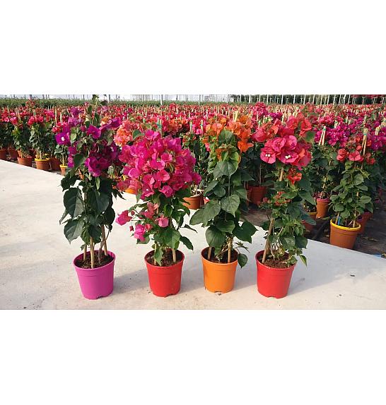 Bougainvillea Californiana Mix Ø17 Piramida 75 cm