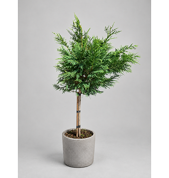 Cupressocyparis leylandii Green; C7,5 Lit. Na steblu 60 cm