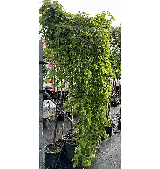Morus Alba Pendula C40 Lit. Na  Steblu 200-250 cm; Spirala