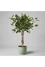 Ficus Audrey Ø30 150 cm Na steblu