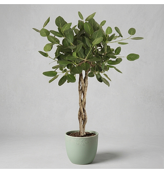 Ficus Audrey Ø30 150 cm Na steblu