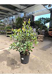 Photinia fraseri Robusta Compacta C10 Lit. 60-80 cm