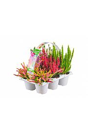Calluna Beauty Ladies Cascada Ø 9 6 pack