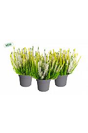 Calluna Beauty Ladies Sunny Swirl Ø 12
