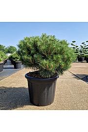 Pinus nigra Brepo® C35 Lit. Krogla 50-60 cm