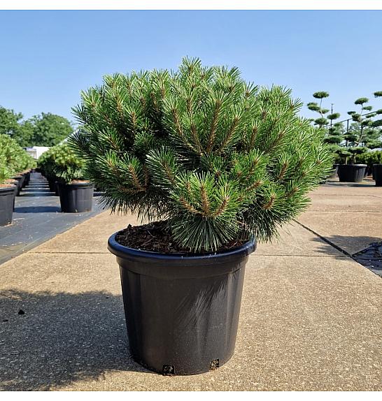 Pinus nigra Brepo® C35 Lit. Krogla 50-60 cm