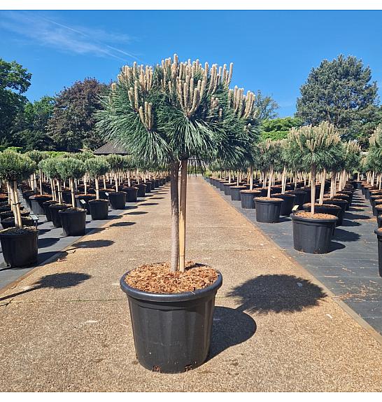 Pinus nigra Brepo C35 Lit. Na steblu 50 cm Krošnja 50-60 cm