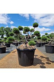 Pinus nigra Brepo C110 Lit. 100+ cm Bonsai