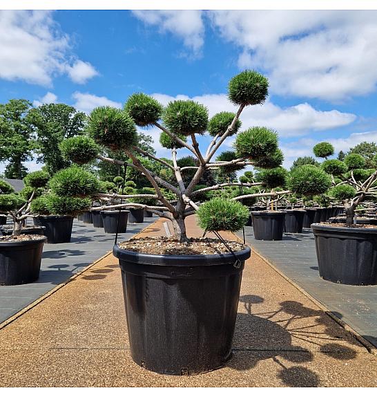 Pinus nigra Brepo C110 Lit. 100+ cm Bonsai
