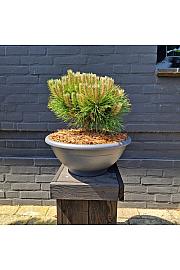 Pinus nigra Marie Bregeon® Skleda C10 Lit. 30-35 cm Krogla