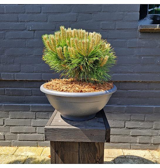 Pinus nigra Marie Bregeon® Skleda C10 Lit. 30-35 cm Krogla