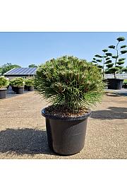 Pinus nigra Marie Bregeon® C12 Lit. 35-40 cm Krogla