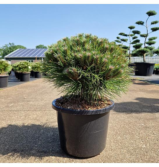 Pinus nigra Marie Bregeon® C12 Lit. 35-40 cm Krogla