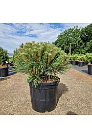 Pinus nigra Marie Bregeon® C18 Lit. 40+ cm Krogla