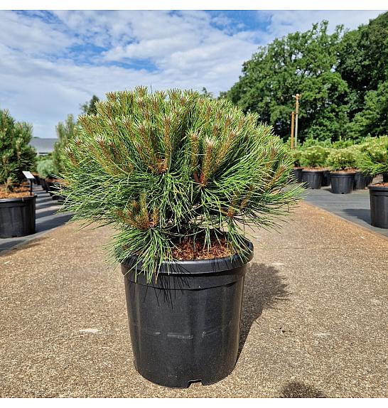Pinus nigra Marie Bregeon® C18 Lit. 40+ cm Krogla