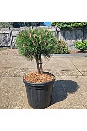 Pinus nigra Marie Bregeon C20 Lit. Na steblu 20 cm Krošnja 40+ cm