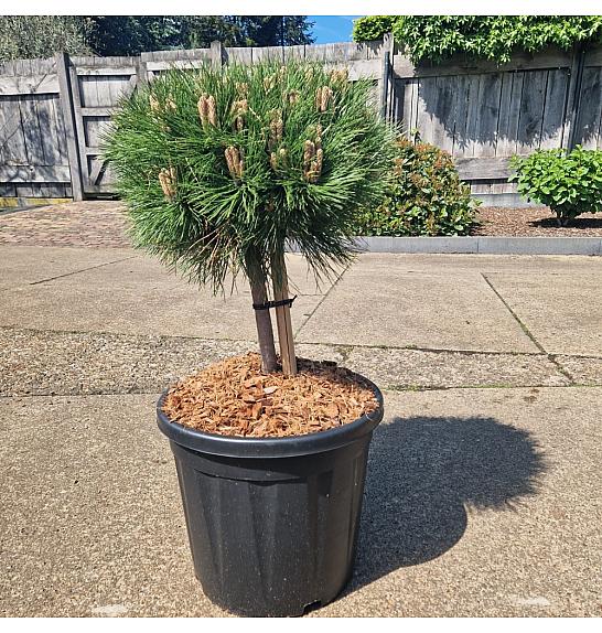 Pinus nigra Marie Bregeon C20 Lit. Na steblu 20 cm Krošnja 40+ cm