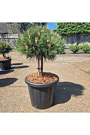 Pinus nigra Marie Bregeon C25 Lit. Na steblu 20 cm Krošnja 40+ cm
