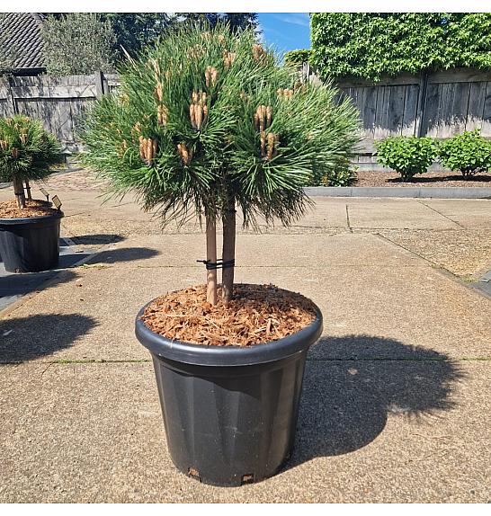 Pinus nigra Marie Bregeon C25 Lit. Na steblu 20 cm Krošnja 40+ cm
